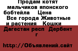 Продам котят мальчиков японского бобтейла. › Цена ­ 30 000 - Все города Животные и растения » Кошки   . Дагестан респ.,Дербент г.